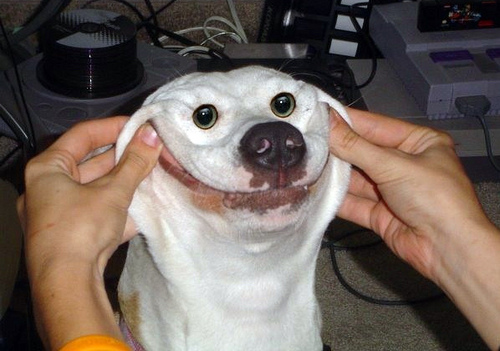 happydog.jpg