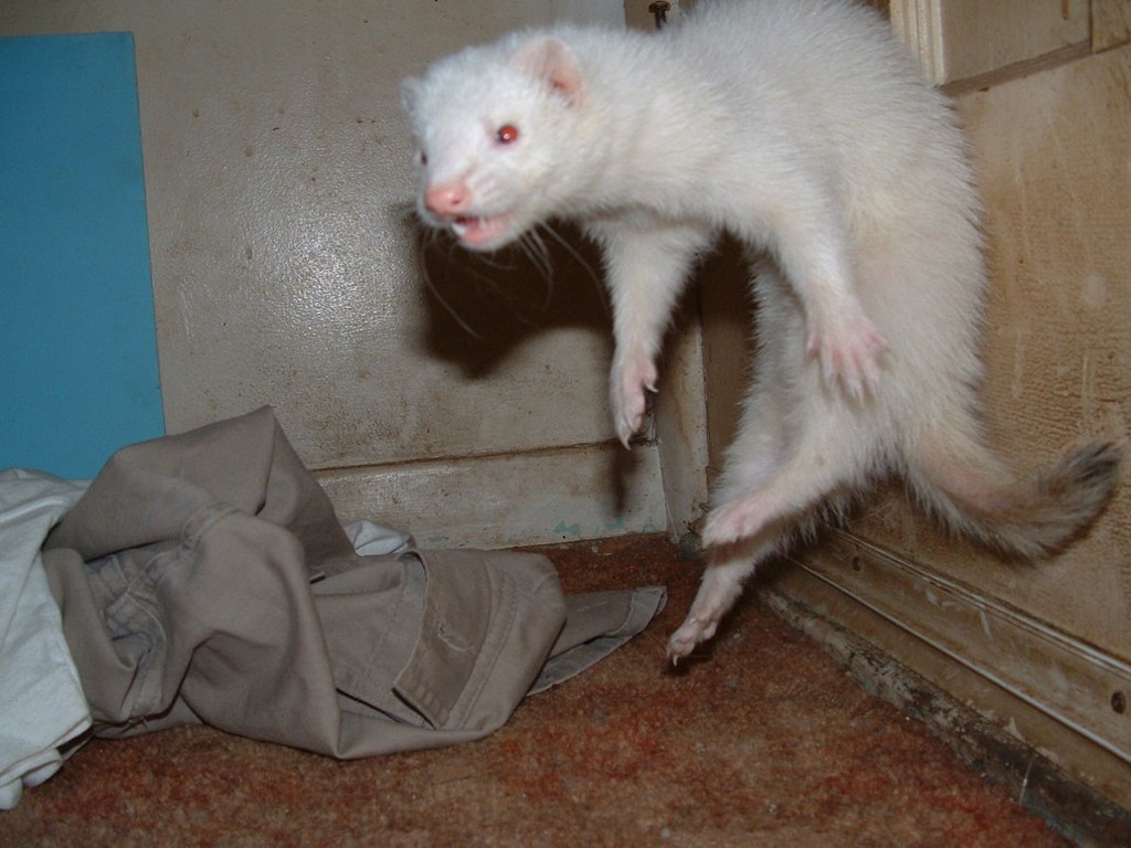 ImageUploadedByTapatalk1345487972.591812.jpg